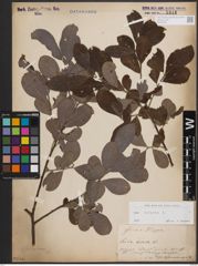 Foto von Salix cinerea L.